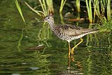 Greater Yellowlegs